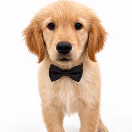 Milkshake - Golden male Golden Retriever puppy in Chicago, Illinois from Urbane Retrievers