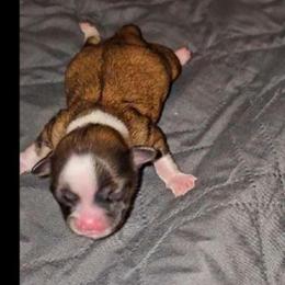 Boy 1 SC - Black sabled fawn male Chihuahua puppy in Meridian, Oklahoma from Crazy Love Kennels