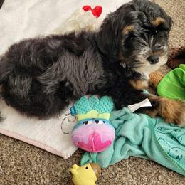 Mr Green - Tri-color male Bernedoodle puppy in Toledo, Ohio from Avery Doodle Day LLC