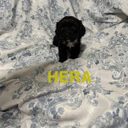 Hera - Black and white female Cavapoo puppy in Sherwood, Michigan from Patrick's Puppies