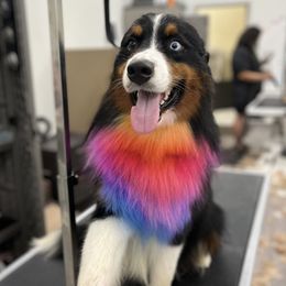 Bourbon - Australian Shepherd