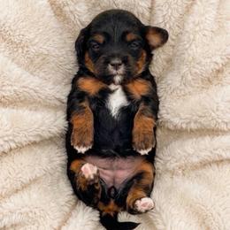 Nova - Black and tan female Cavapoo puppy in Salt Lake City, Utah from SunnySide Mini Doodles