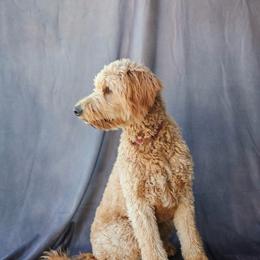 Piper - Goldendoodle