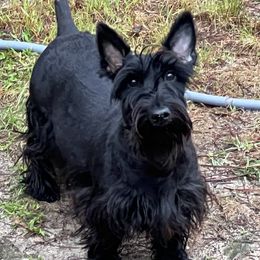 Winnie - Scottish Terrier