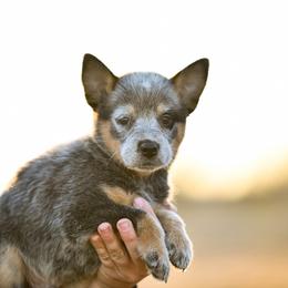 -Boy 2 - Blue male Australian Cattle Dog puppy in Kaufman, Texas from Emberwick Ranch