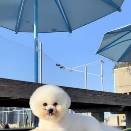 Bichon Frise All Grown Up from Oksana Mishchevskyy's