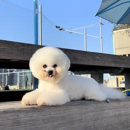 Bichon Frise All Grown Up from Oksana Mishchevskyy's