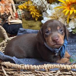 Joshua - Chocolate and tan male Dachshund puppy in Fayetteville, West Virginia from Loop Creek Dachshunds