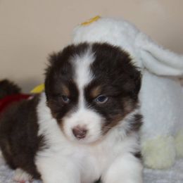 Australian Shepherd Puppies from Anew Australian Shepherds