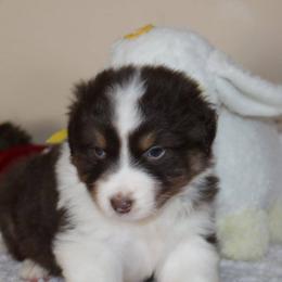 Australian Shepherd Puppies from Anew Australian Shepherds