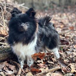 Hunnibunnies godzilla - Black parti male Pomeranian puppy in Cleveland, Ohio from Hunnibunnies