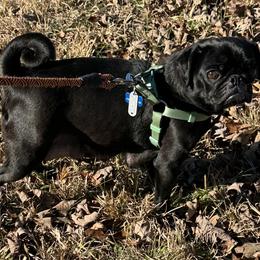 Molly - Pug