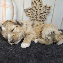Bear - Red merle male Aussiedoodle puppy in Doerun, Georgia from Twig & Tail Puppies