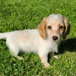 Dachshund Puppies from Ivy Willow Dachshunds