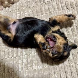 Boone - Black and tan male Dachshund puppy in Stoutland, Missouri from Farmhouse Dachshunds