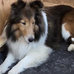 Noelle - Shetland Sheepdog