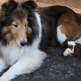 Noelle - Shetland Sheepdog