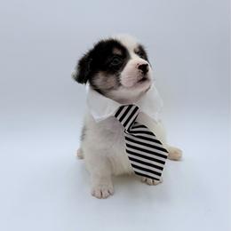 Sebastian - Black and tan male Pembroke Welsh Corgi puppy in Vacaville, California from Hope_4thebay_Corgis