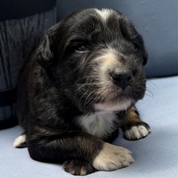 Fajita - Black tri-color female Australian Shepherd puppy in Tuftonboro, New Hampshire from Aussies Edge Farm