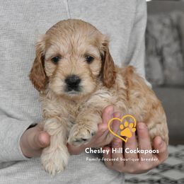 Cockapoo Puppies from Chesley Hill Cockapoos