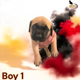 Mastiff Puppies from FrontlineK9 Boarding & Training LLC