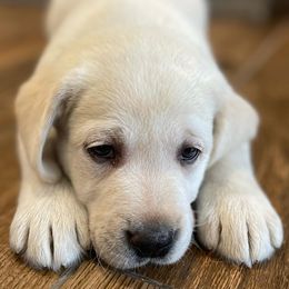 Labrador Retrievers from Cross Road Retrievers