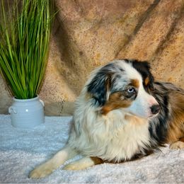 Quinn - Miniature American Shepherd