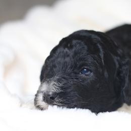 Aussiedoodle Puppies from Aspen River Doodles