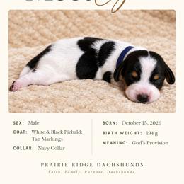 Ezra - Piebald male Dachshund puppy in Firesteel, South Dakota from Prairie Ridge Dachshunds