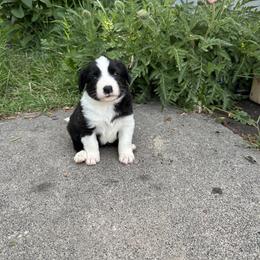 English Shepherd Puppies from Organic Heritage English Shepherds