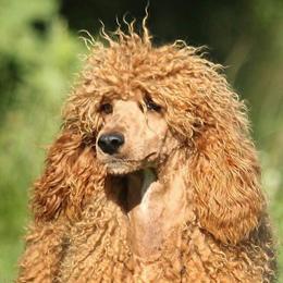Porter - Poodle