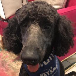 Zeus - Goldendoodle