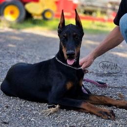 Marley - Black and rust female Doberman Pinscher puppy in China Township, Michigan from Snell's Superior Kennel Dobermann & GSP