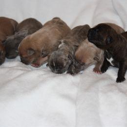 Boy 1 - Blue male American Pit Bull Terrier puppy in Lakewood, Washington from IGY6 Kennels