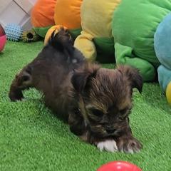 Glory.Penny - Black gold and white female Shorkie puppy in Aurora, Missouri from KnJ Precious Paws LLC