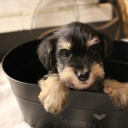Tommy - Black and silver male Miniature Schnauzer puppy in Yucaipa, California from Mt. View's Pretty Little Schnauzers
