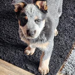 2nd choice boy - Blue male Australian Cattle Dog puppy in Dalton, Pennsylvania from Whiteduck Mountain Kennel AKC Australian Cattle Dogs and AKC Fox Red Labrador Retrievers
