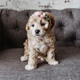 Goldendoodle Puppies from Emma Doodles