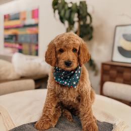 Thomas - Apricot male Goldendoodle puppy in Yukon, Oklahoma from Bows and Ties Doodles, LLC