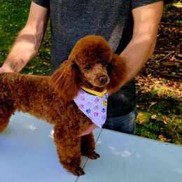 Callie - Poodle