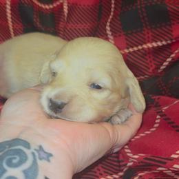 Eddie - Cream male Dachshund puppy in Barstow, California from Samy's Dachshund Den