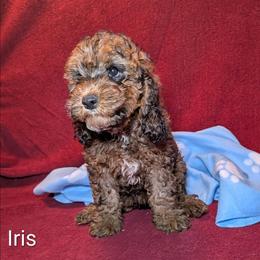 Iris - Brown and tan female Cockapoo puppy in Sunset, Louisiana from Cano Cockapoos