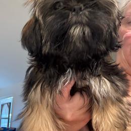 Penelope - Black and tan female Shih Tzu puppy in Ridgecrest, California from Love4Shihtzu