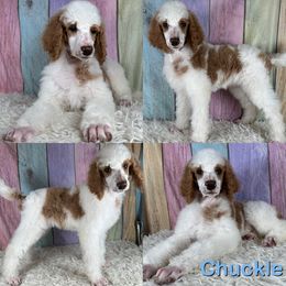 Chuckle - Parti male Poodle puppy in Swansboro, North Carolina from Monarch Standard Poodles