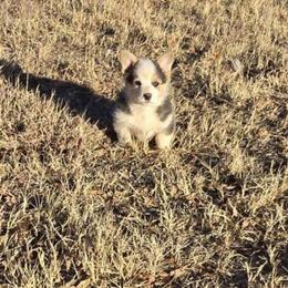 Hardy - Black and tan male Pembroke Welsh Corgi puppy in Anton, Texas from X Bar's Lil Legs of Texas