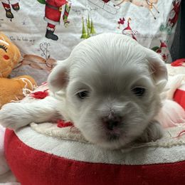 Pebbles - White female Maltese puppy in Colonial Beach, Virginia from BeachRidge Pups