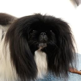 Danni - Pekingese