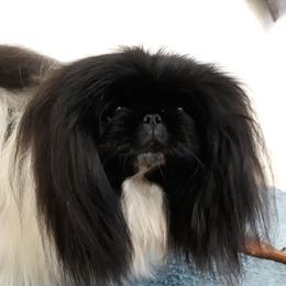 Danni - Pekingese