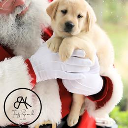 Labrador Retriever Puppies from BAK Forty Ranch