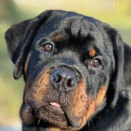 Rottweilers from Von Ratermann Rottweilers